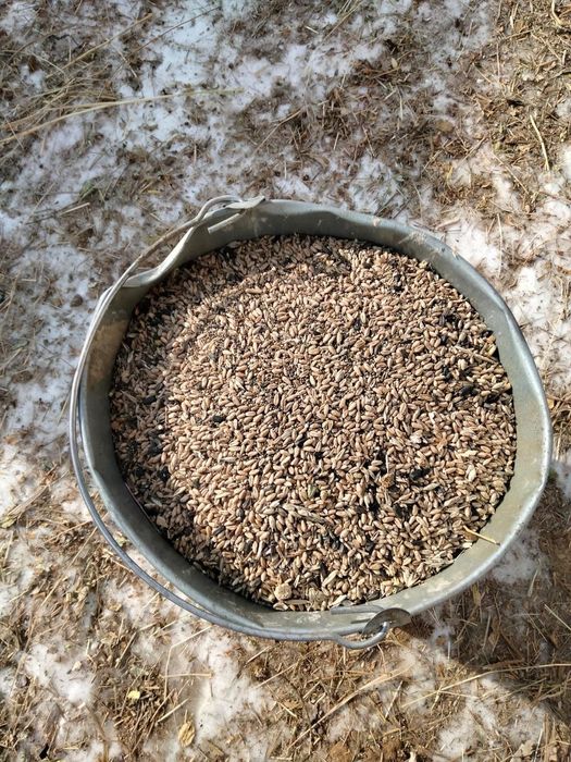 Продам зерноотход пшеничный