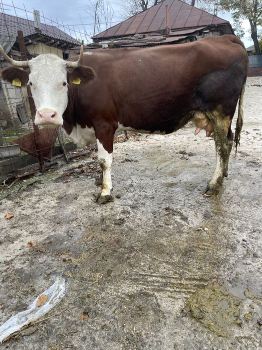 Vaca tanara gestanta