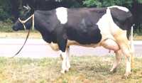 Продам корову  молочную
