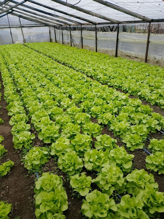 De vânzare salata Touareg