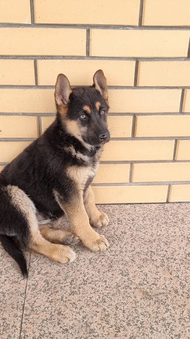 Самые, самые, добрые, сильные овчарки.