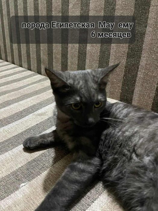 Отдам породистых котят в добрые руки,котятам по пять месяцев.бесплатно