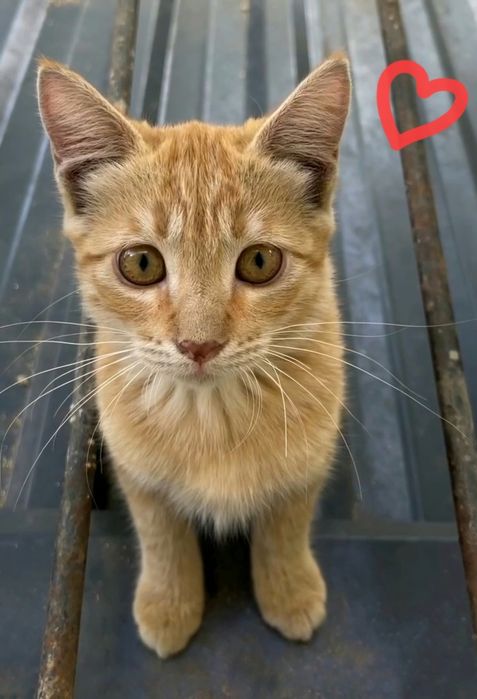 Котенок рыжий, мушук