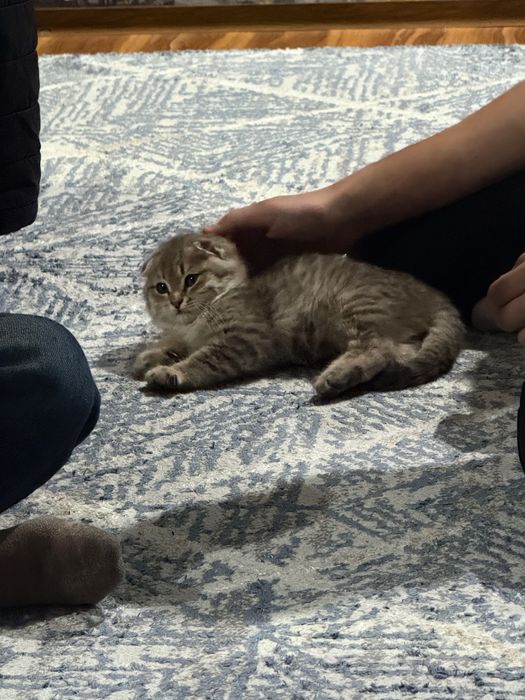 Продаю вислоухого котёнка 2 месячного