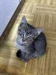 Котенок мальчик