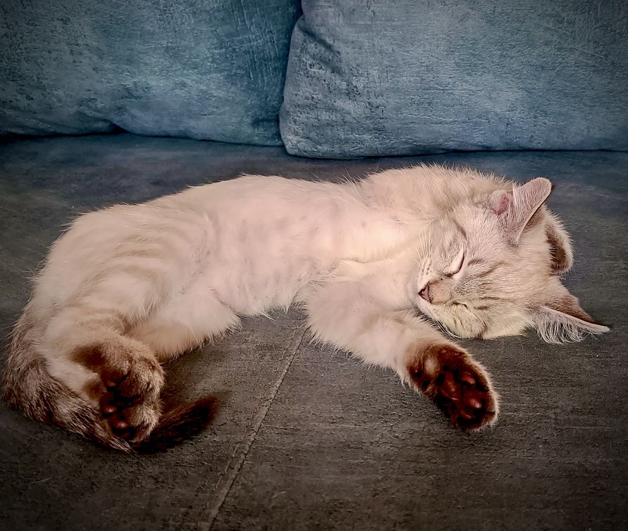 Котенок, возраст три месяца