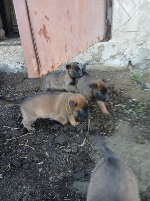Белгийски овчарки