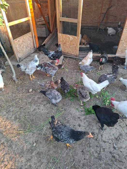 Pui gaina rase diferite