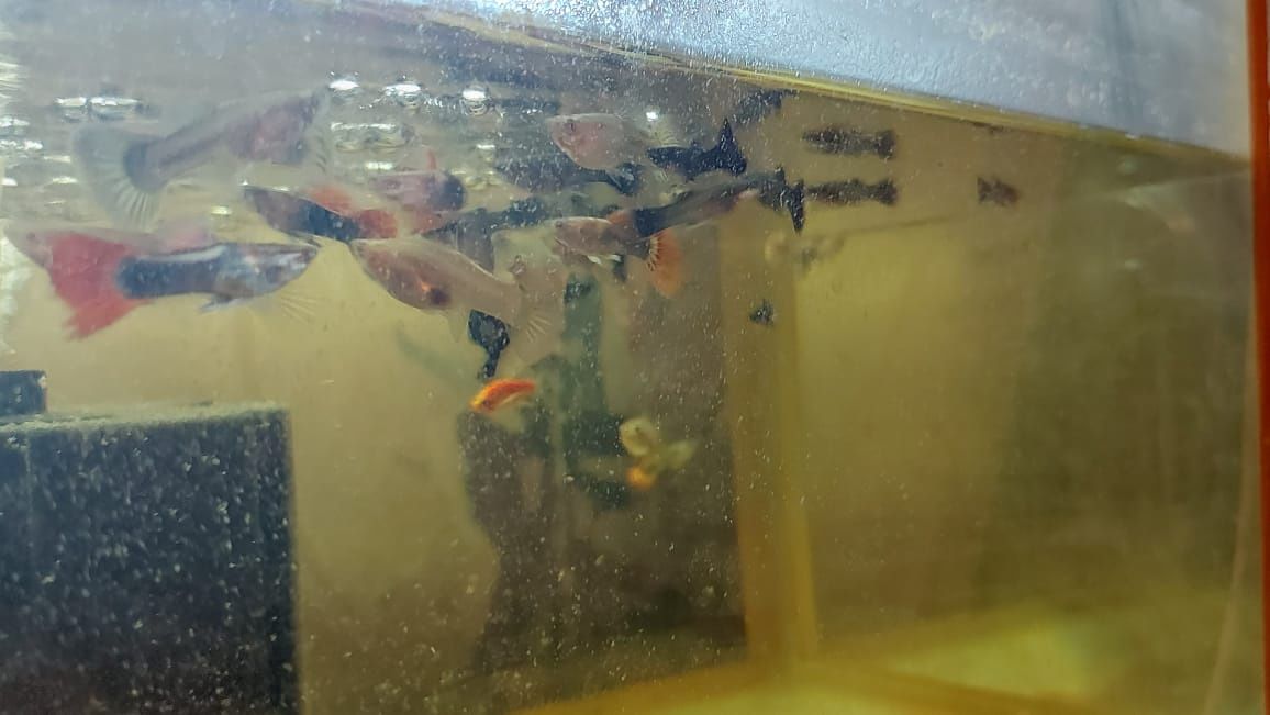 Продаётся аквариумные рыбки разные аксессуары