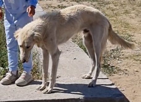Пропала собака породы казахский тазы в районе магазина Мустанг большая