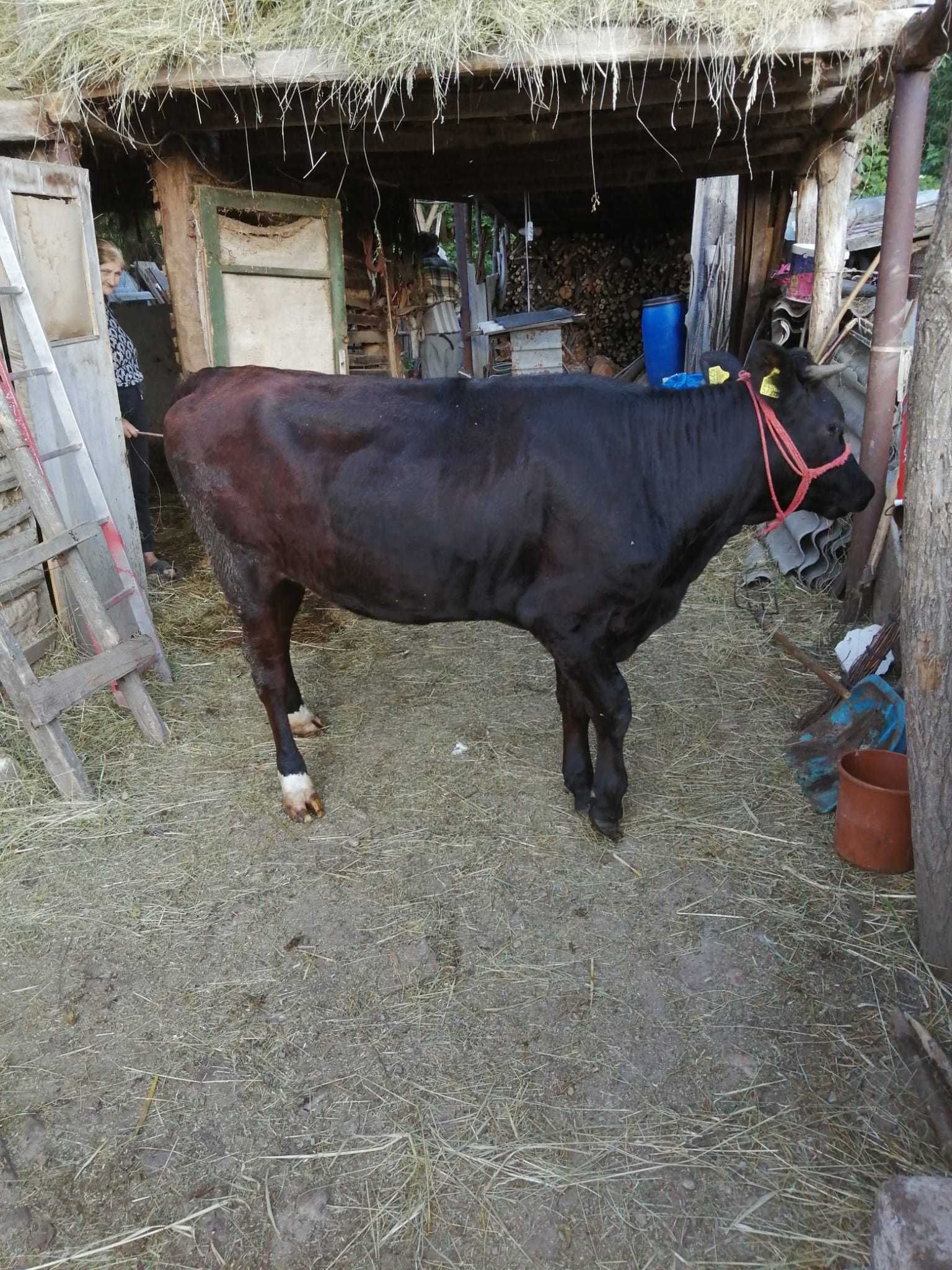 Junica de vânzare