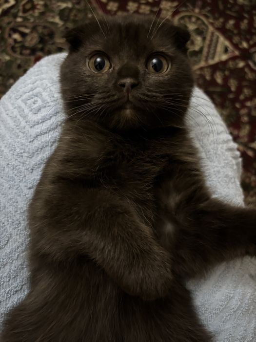 британский скотиш фолд