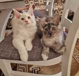Котенца Мейн Куун