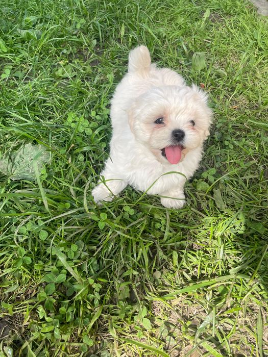 Vand puiuti de shitzu