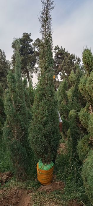 6 йиллик Можавелник арча кўчатлари