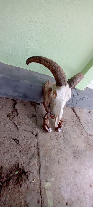 Trofeu de oae de munte