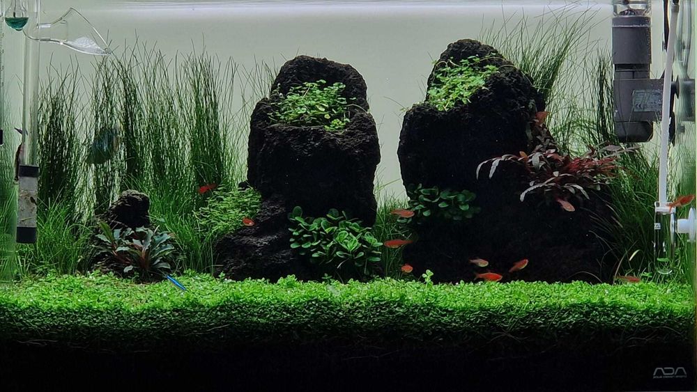 Acvariu set up  .