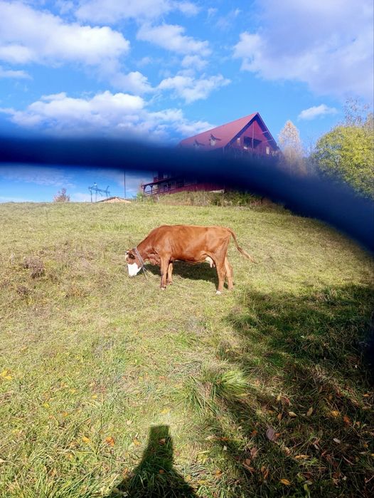 Vand vaca baltata romaneasca