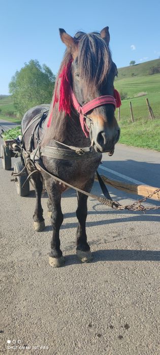Vând armăsar sută la sută de ham  se probează. La fața locului