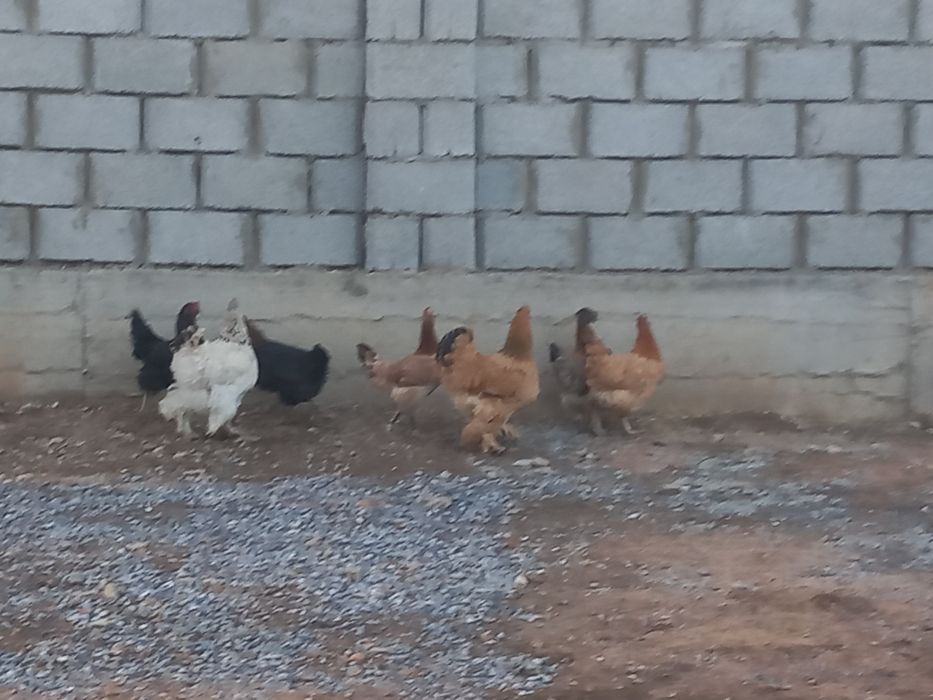 Қазқы және брамер бір еу бар