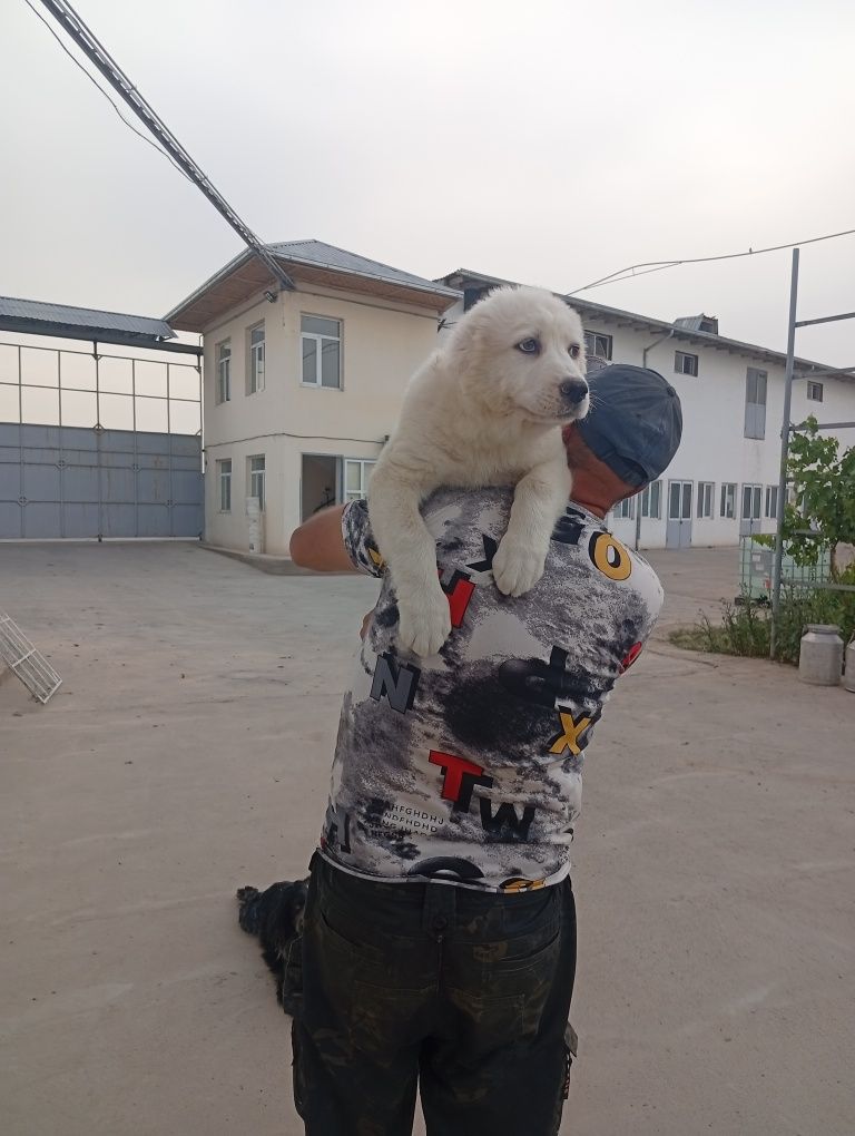 Продается САО  туркменский алабай