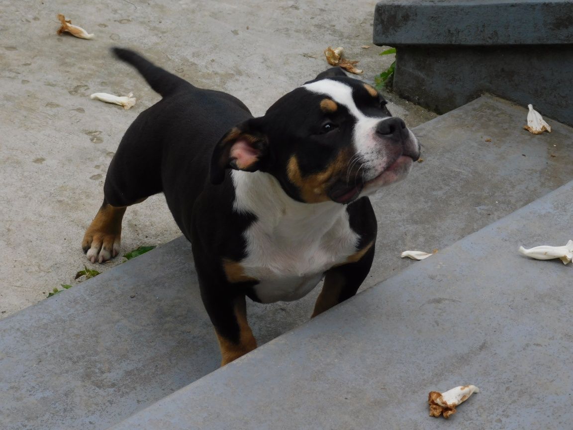 American bully Super ocazie fetița tricolor