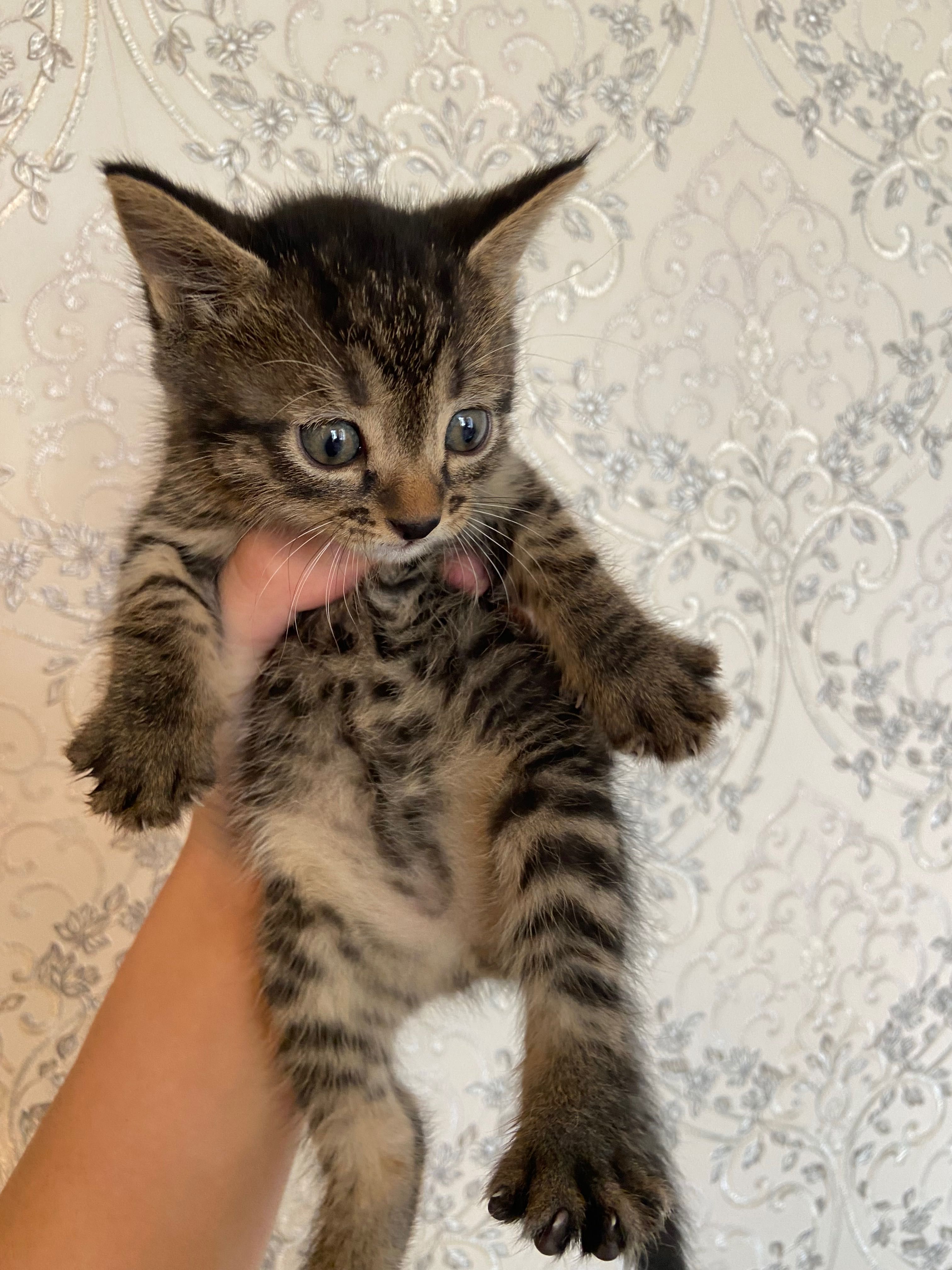 Котенок  только хороших  рук
