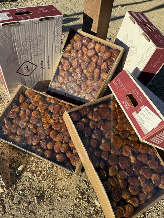 Суккари Аджуа финики