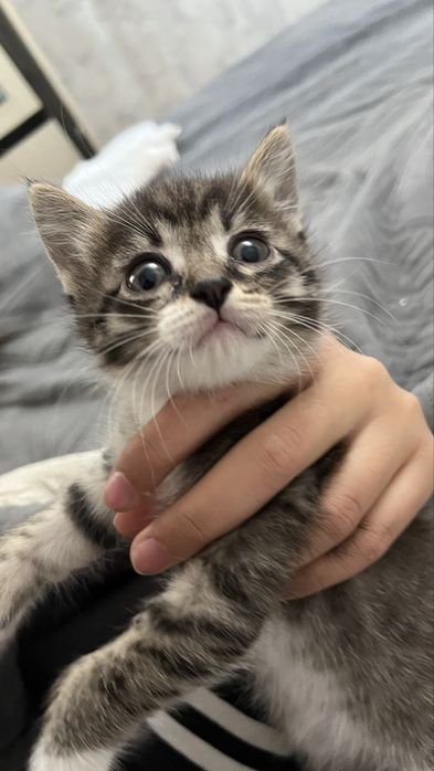 Отдаю котенка бесплатно в добрые руки