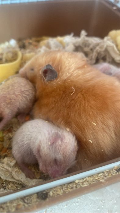 Продам хомяков с клеткой