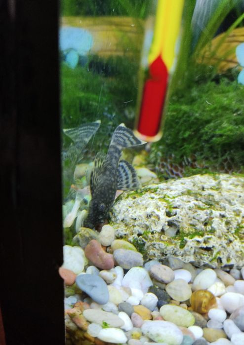 Продам анцитрусов цена за всех