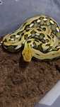 Vand piton reticulat