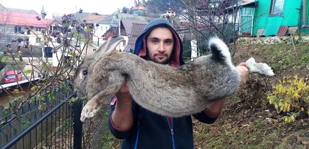 Puii iepurași în virsta de 2 luni din rasele UG și berbec german
