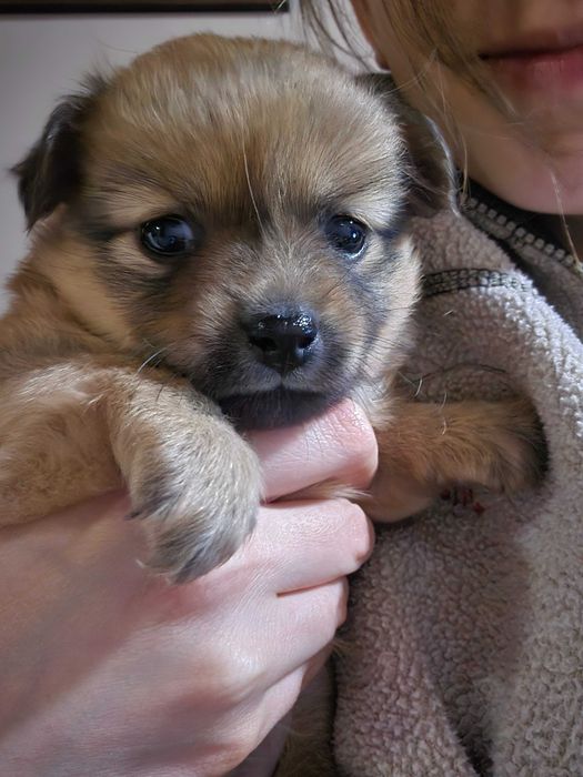 Подаряват се кученца мини шпиц/пинчер