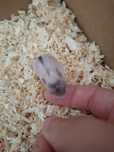 Donez pui de hamster