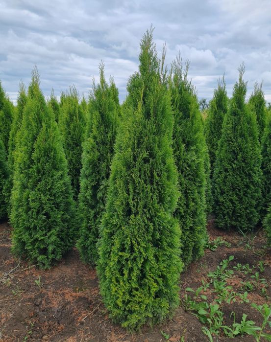 Copaci oranamentali pret producator