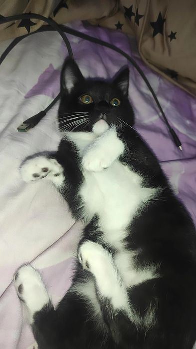 Котенок в добрые руки