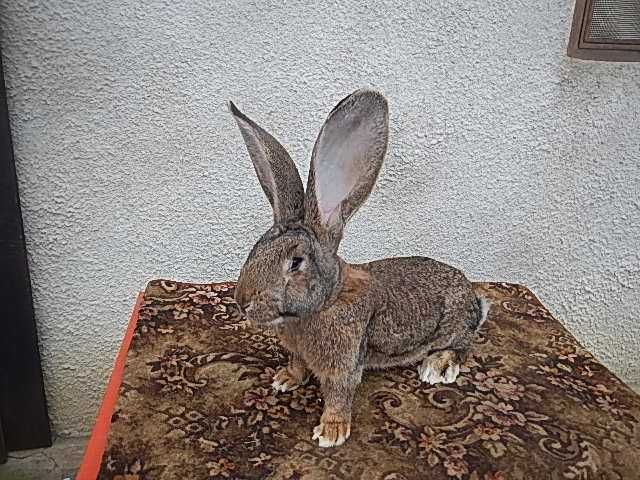 Urias german gri si gri fier -Masculi si femele