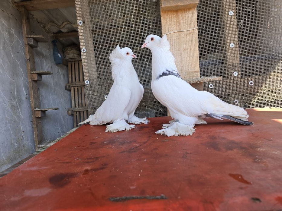 Pereche porumbei maghiari