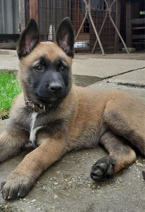 Donez Ciobanesc Belgian Malinois - Mascul / Femela - 8 saptamani