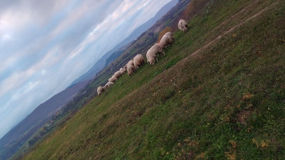 Mioare și stramioare