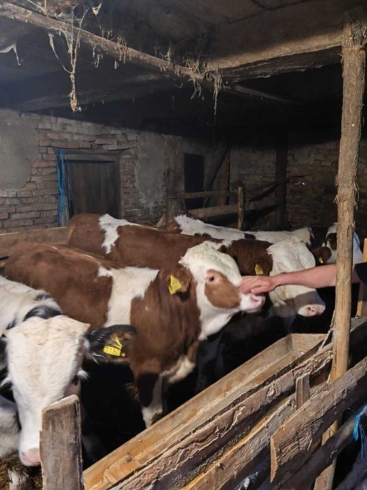 Taurasi baltata romaneasca