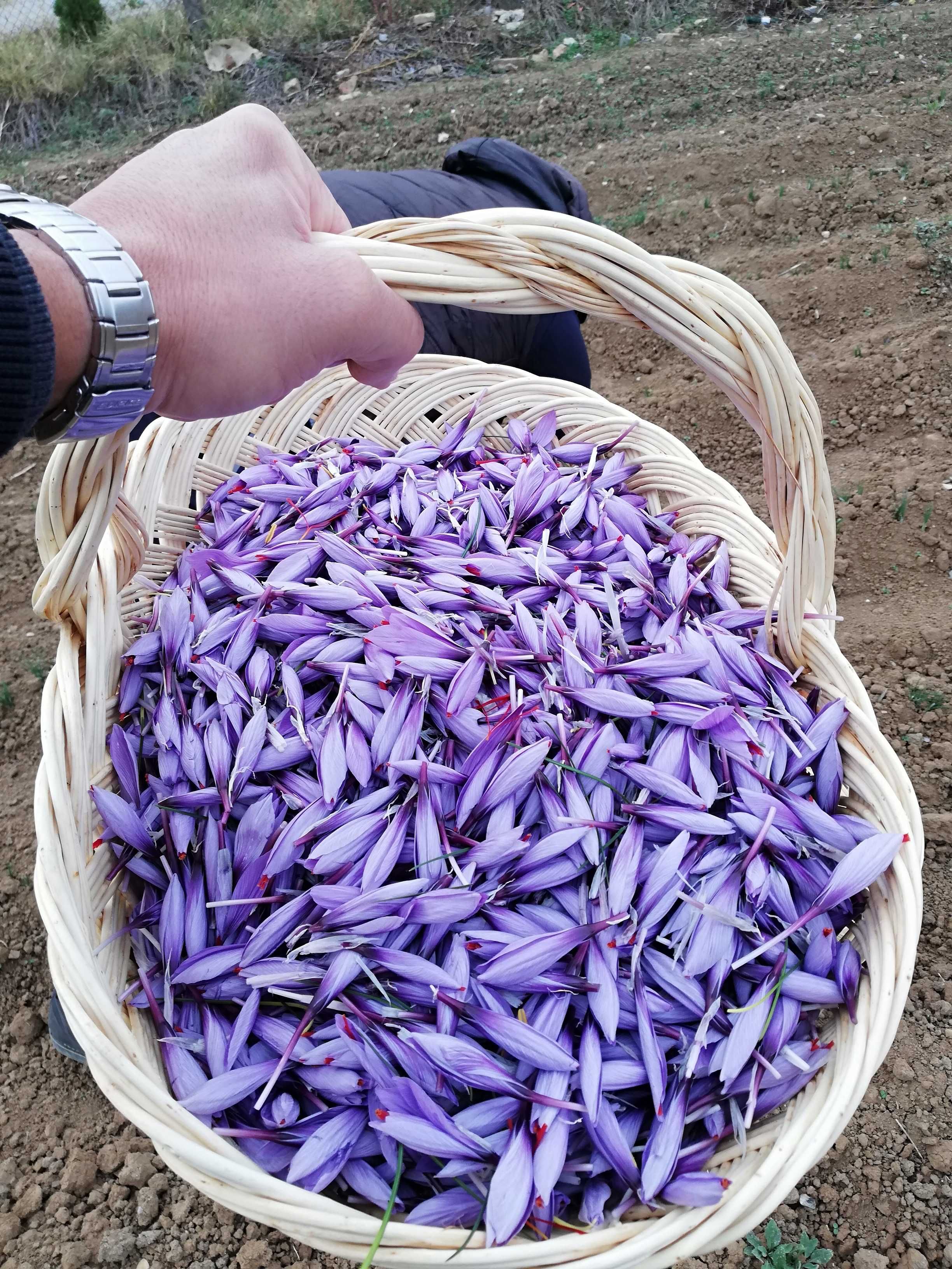 Шафран от производителя