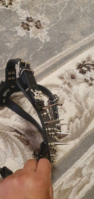 Pieptar protecție câine