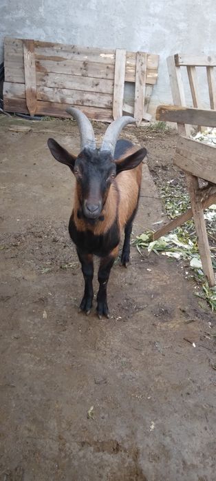 Vand  tap  alpin de rasa   pura