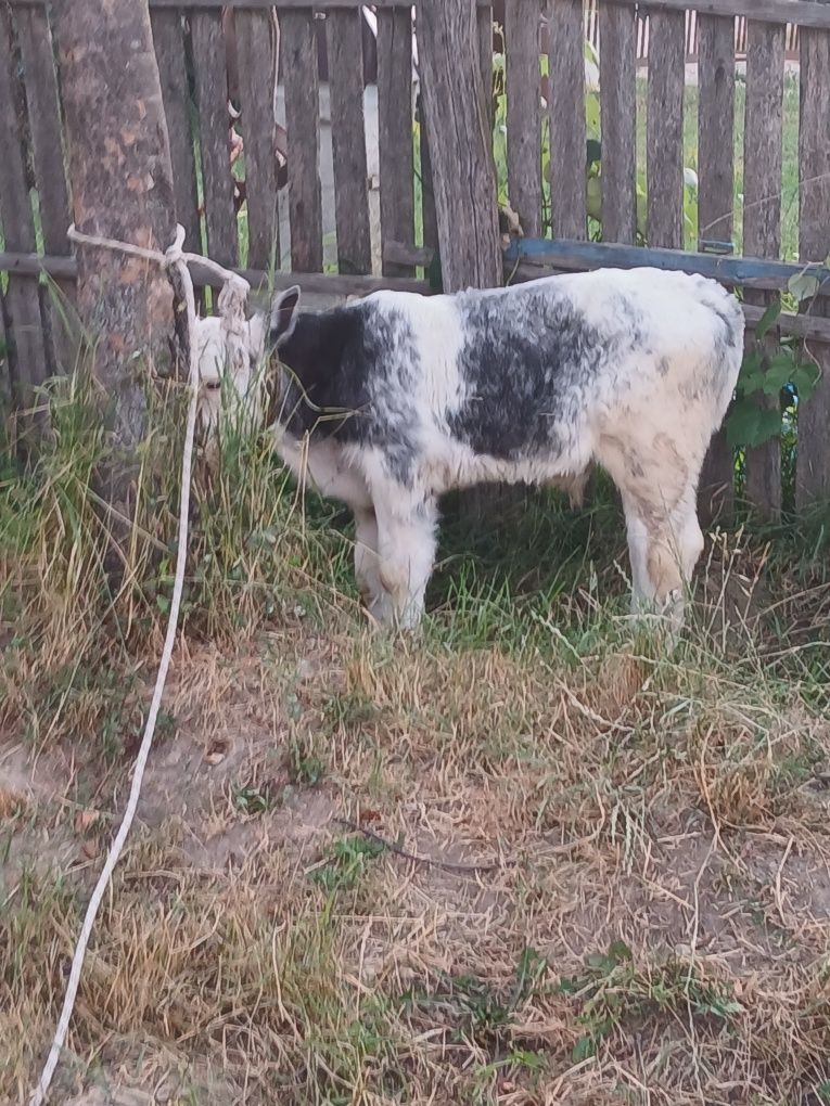 Vând schimb cu vaci sau viței de taiere vaca Baltazar cu vițel belgian