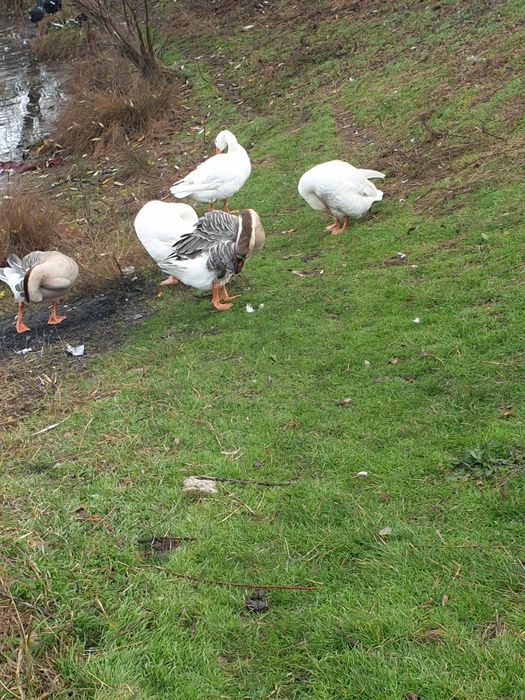 Vând gâște de baltă românești frumoase