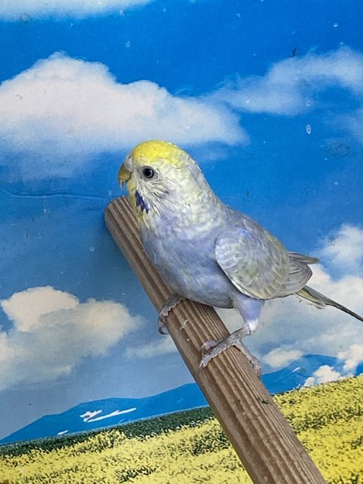 Волнистые, радужные, тоти, toti qushlar