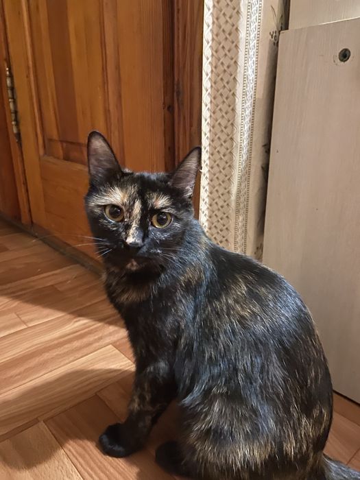 Срочно отдам кошку