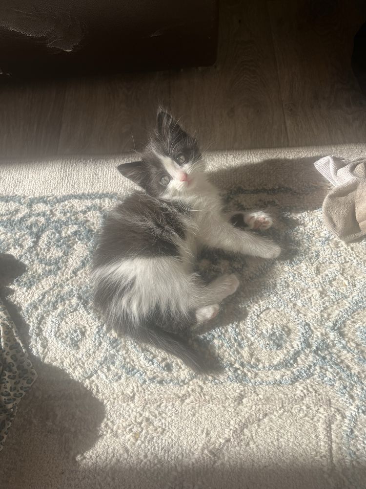котята девочки бесплатно